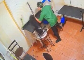 Cadela morre um dia depois de ser agredida em pet shop