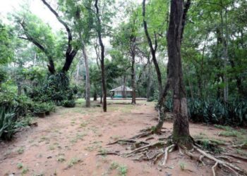 Prefeitura dá início a partir deste domingo (4) à Semana do Meio Ambiente na capital