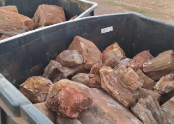 Fósseis de mais de 250 milhões de anos retirados ilegalmente são devolvidos para o Tocantins | Tocantins
