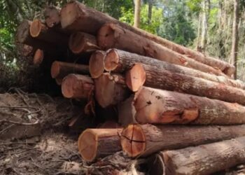 Polícia Civil destrói acampamento e maquinário de extração ilegal de madeira