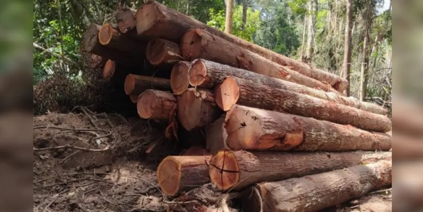 Polícia Civil destrói acampamento e maquinário de extração ilegal de