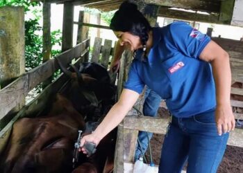 Com prazo para vacinação prorrogado, produtores têm até 14 de julho para confirmação