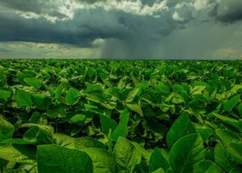Indígenas de MT faturam R$ 10 mi ao ano com lavoura e pedágio