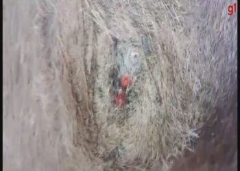 Morcegos-vampiros atacam animais no interior de SP; VÍDEO