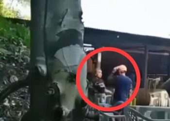 Vídeo: Mulher é atingida por pedaço de madeira durante briga, em região garimpeira de Itaituba