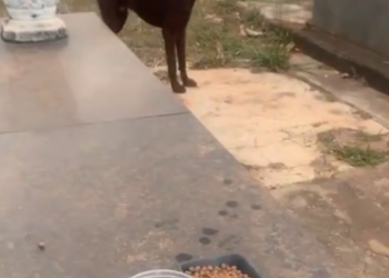 Emocionante: cachorro se recusa a deixar túmulo de dono cemitério municipal de catalão.