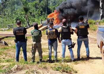 PF flagra extração ilegal de madeira em Terra Indigena