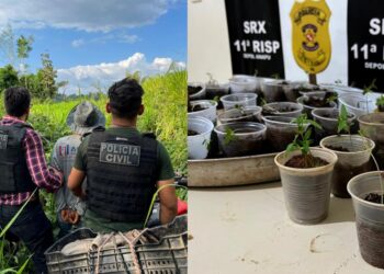 Polícia encontra 55 mudas de maconha escondidas em residência