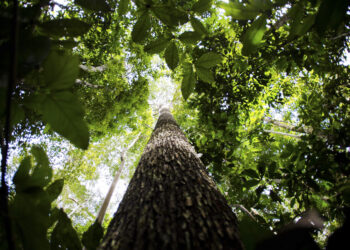 Parceira entre Fapemat e Sebrae fomenta bioeconomia e negócios inovadores na região amazônica