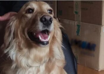 Cadela Tequila recuperada aps ser roubada em assalto