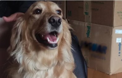 Cadela Tequila recuperada aps ser roubada em assalto