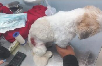 Cachorro baleado em dia de intenso tiroteio nao RJ