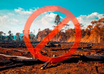 Autoridades unem para combater desmatamento ilegal.