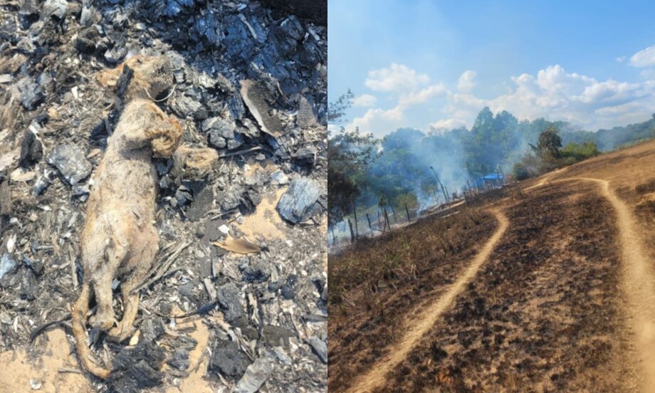 Animais morrem queimados durante operação do Ibama que destruiu garimpo