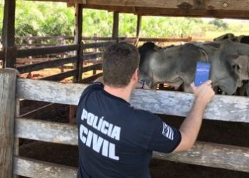 TJ mantm inqurito por furto de gado contra advogado envolvido em morte prefeito em MT