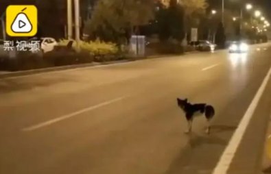 cachorro luto