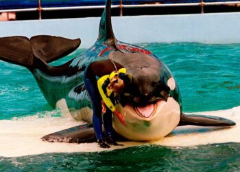 Morre orca emblemática do aquário de Miami | Mundo