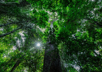 MT é o 1º estado a receber evento para debater iniciativa de fomento ao desenvolvimento sustentável na Amazônia