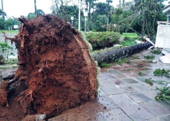 Temporal em Guarapuava derruba árvores e danifica cabos de energia; Mais de 2 mil pessoas ficam sem luz