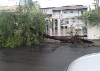 Tempestade derruba árvores e causa estragos em Botucatu