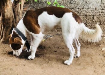 Cadela some em VG e dona oferece recompensa: "Estou desesperada"