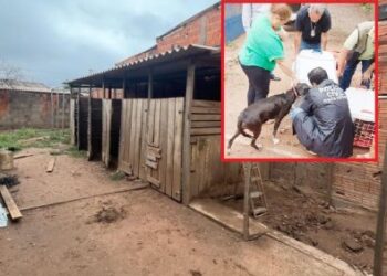 Dono deixava animais largados em ‘canil do terror’; veja imagens