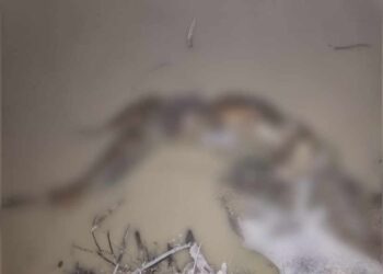 Corpo em estado avançado de decomposição é encontrado às margens do rio surubim