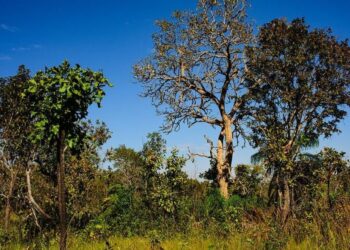MT reduz 11% alertas de desmatamento no Cerrado este ano