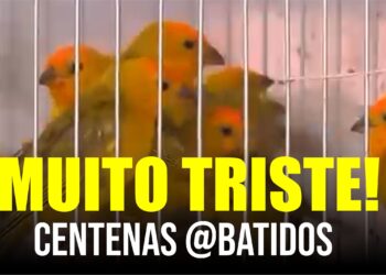 CHOCANTE: Centenas de canários venezuelanos são abatidos pelo INDEA em Sorriso
