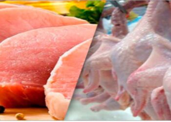 Custos de produção de frangos de corte e de suínos caem em agosto