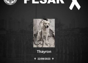 Cão farejador de MT morre em serviço de busca e resgate de vítimas em tragédia em RS.