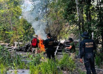 Operação desmonta exploração ilegal de madeira em terra indígena