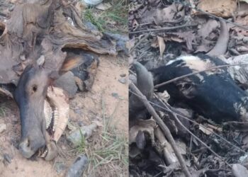 Polícia Civil investiga denúncia de crime ambiental na vicinal dos baianos em Rurópolis, no PA