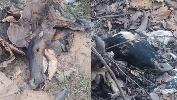 Polícia Civil investiga denúncia de crime ambiental na vicinal dos