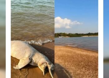 Banhistas encontram boto morto na praia do meio em Itaituba, no PA