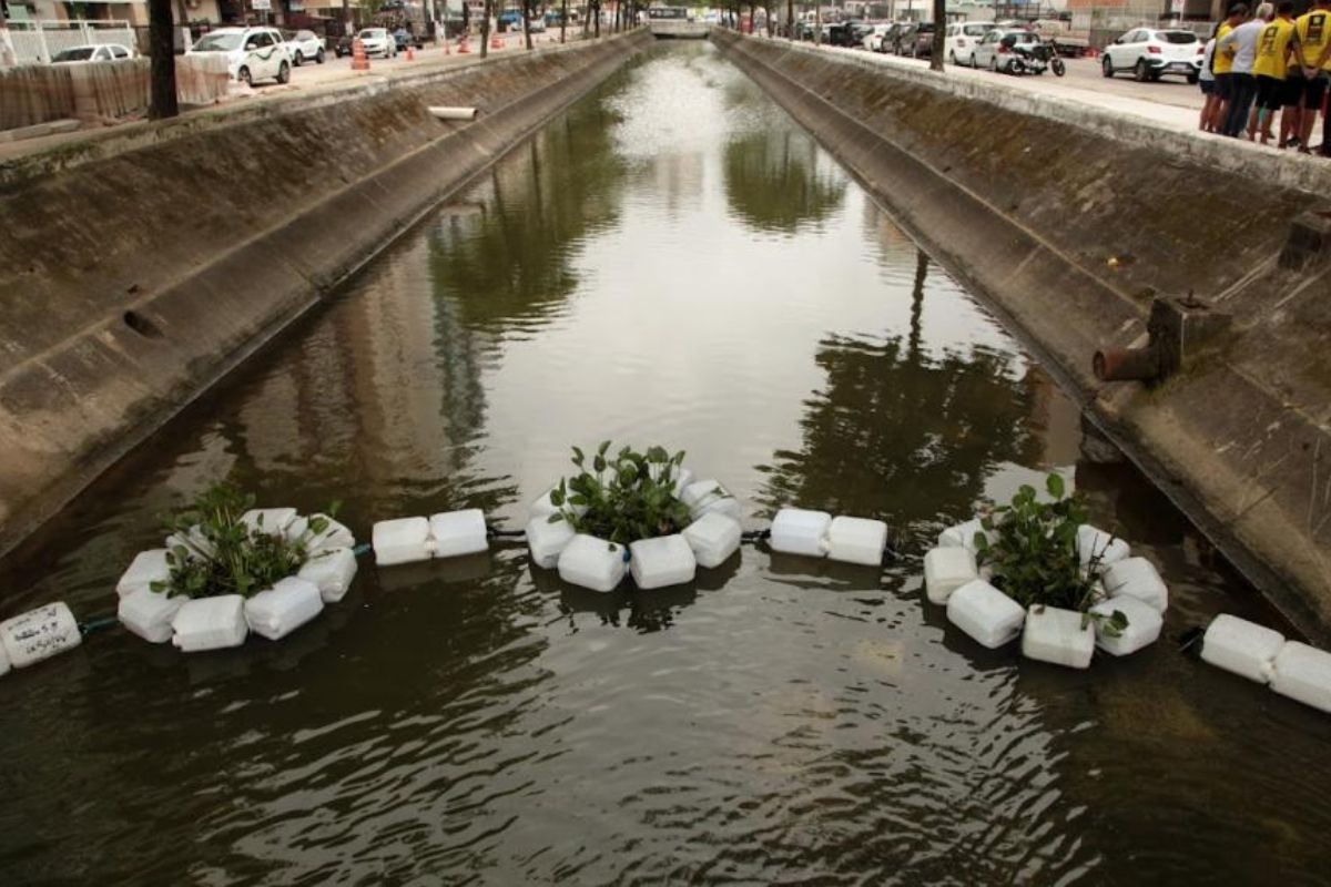 Santos instala barreiras ecológicas com plantas aquáticas nos canais |