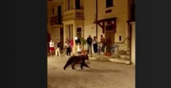 Ursa morta a tiros, filhotes ficam sozinhos e caso gera revolta