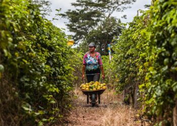 Governo de MT lança edital de R$ 1 milhão para fomentar pesquisas na área da agricultura familiar
