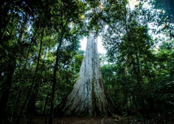 Comissão em Mato Grosso aprova projeto com medidas para reduzir emissão de gases do efeito estufa