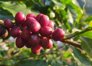 Expo Café em Varre-Sai começa nesta quinta com negócios e mostra tecnológica do setor cafeeiro | Norte Fluminense