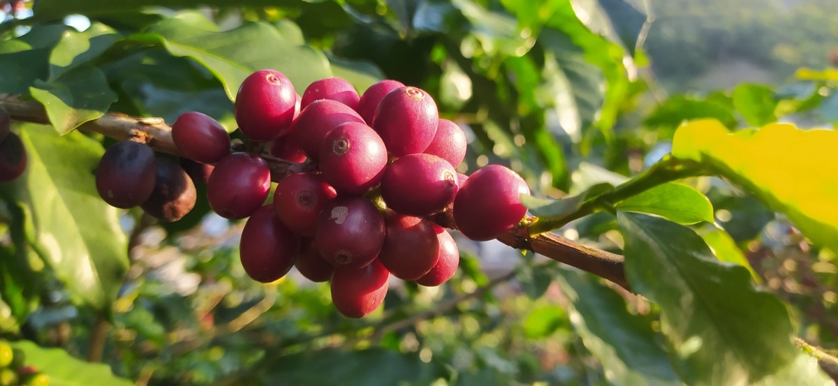 Expo Café em Varre-Sai começa nesta quinta com negócios e