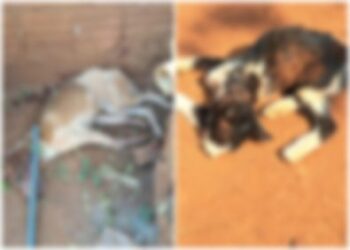 Homem preso por maus-tratos e morte de gato e cachorro