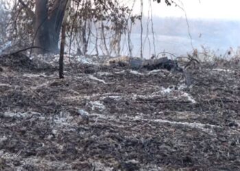 Fotógrafo mostra destruição deixada por incêndios no Pantanal