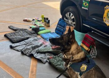 Em Cuiabá-MT, com auxílio de cão farejador, PRF apreende cocaína misturada ao tecido de roupas