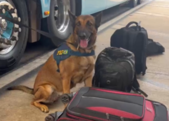 PRF apreende Drogas na BR 364, Cuiabá/MT