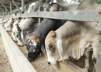 Bovinos a pasto dependem da boa saúde ruminal para o crescimento e melhor rentabilidade