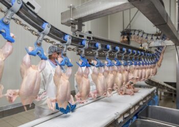 Desempenho do frango abatido em setembro e nos nove primeiros meses de 2023