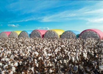 Área de algodão em MT deve crescer 9,1% e ocupar 1,31 mi de ha em 2023/24 – Imea