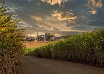 Moagem de cana atinge 41,76 milhões de toneladas na primeira quinzena de setembro – Unica