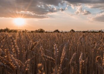 Mesmo com forte incidência de chuvas nas regiões produtoras, projeções indicam safra de trigo superior a 10 milhões de toneladas no Brasil